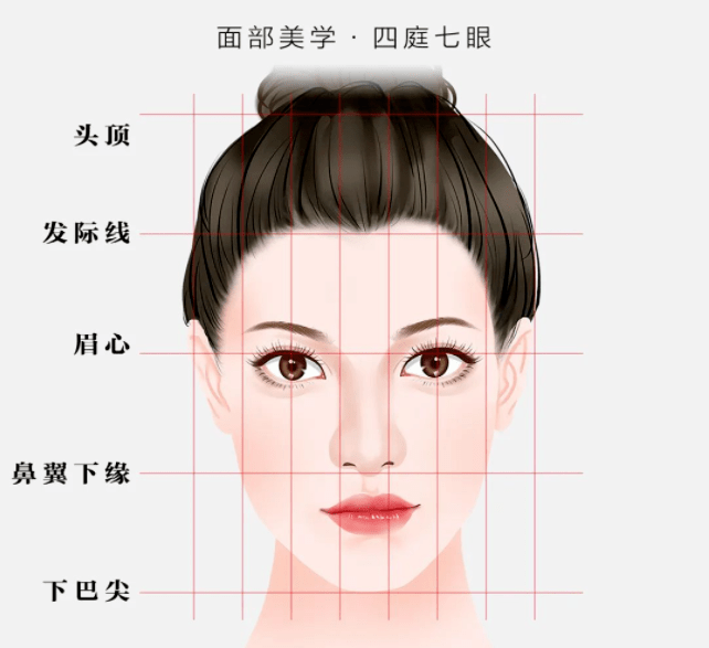 面部轮廓示意图图片