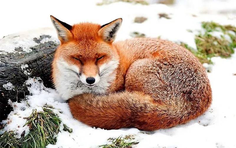 你绝对想不到的世界最大型狐狸,背后隐藏着怎样的秘密?