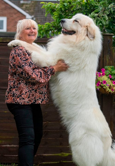 英国大狗狗和首相同名,站起来1米8,一身金毛更需要打理_苏珊·赖利