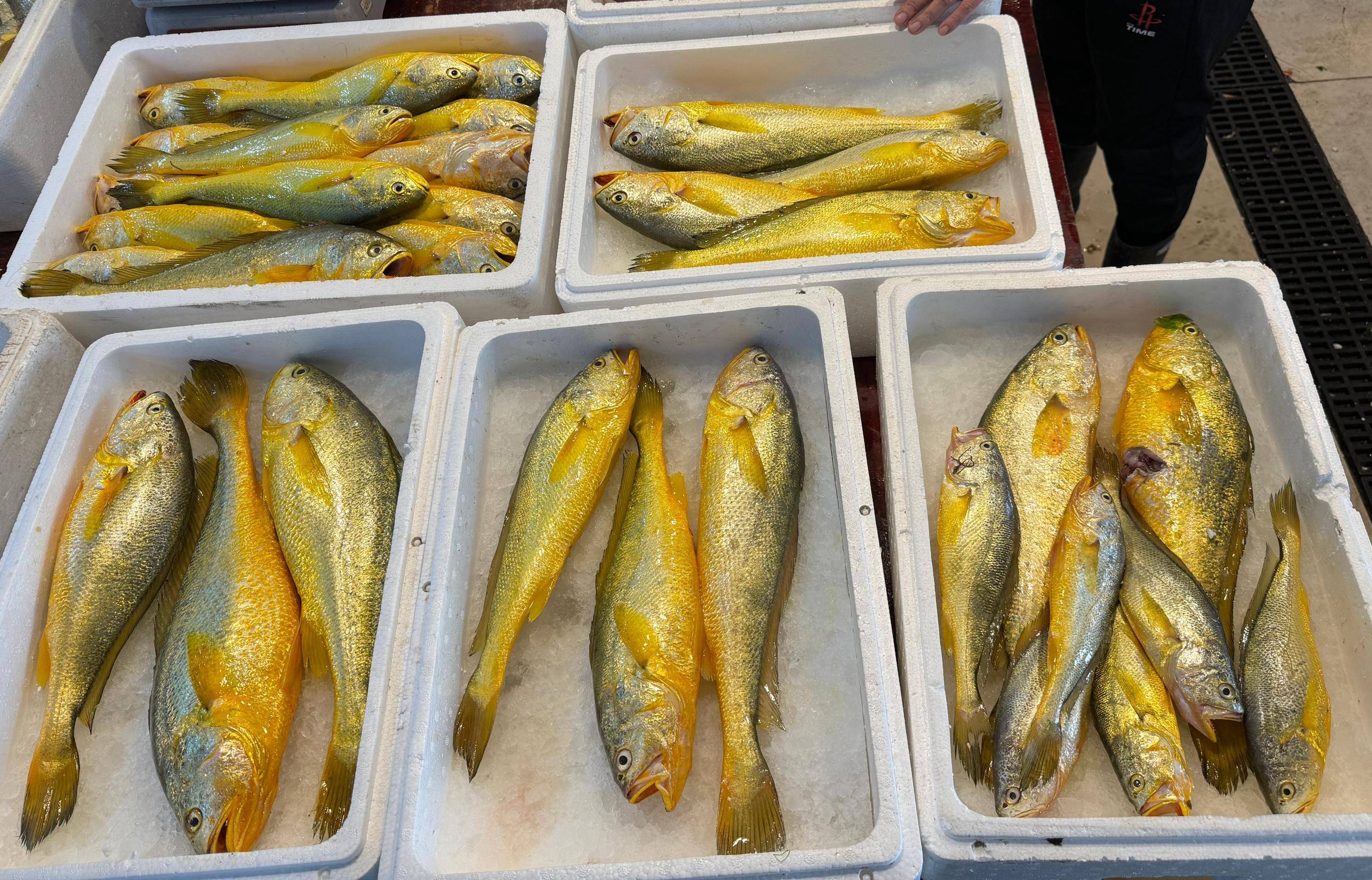 野生大黄鱼是淡水鱼吗及野生大黄鱼有什么特征的讲解_养殖_肉质_信息