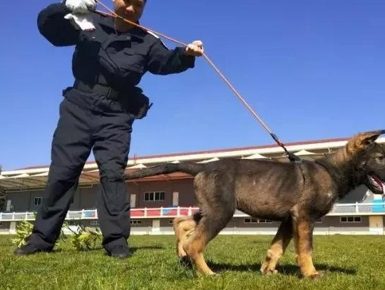 中國第一隻克隆警犬,原型是隻戰功赫赫的國產昆明犬_昆勳_媽媽_成功