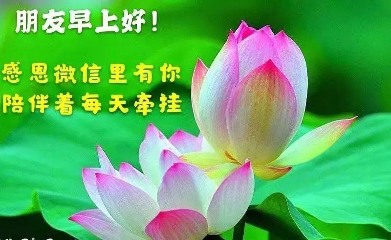 7张非常漂亮的鲜花早安祝福图片带字问候语录