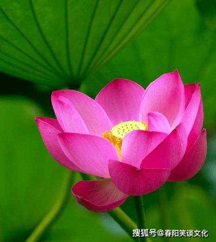 4属相时来运转,事业步步高升,生活锦上添花_贵人_财运_生肖