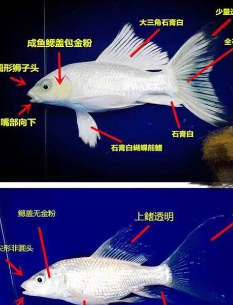 蝴蝶锦鲤和龙凤锦鲤为什么不易区分?_区别_日本_鲤鱼