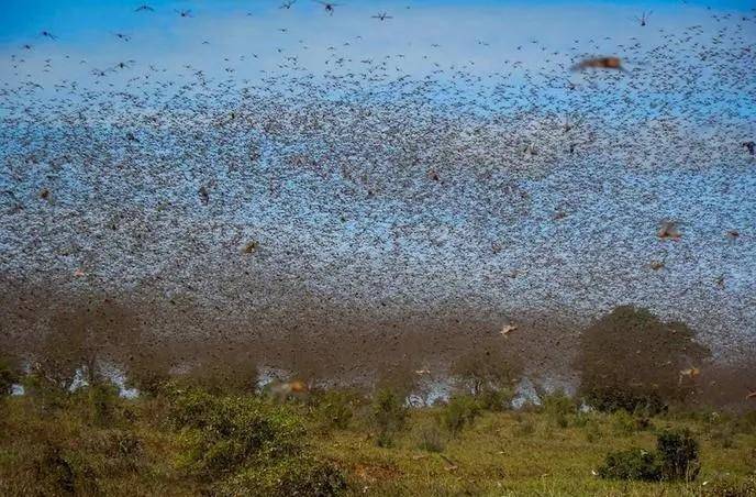 蝗虫_人们_地区