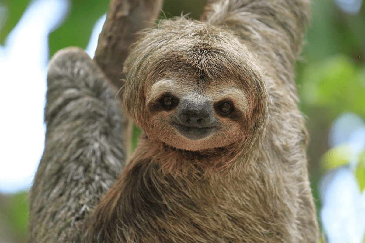 为什么树懒动作这么迟缓,却没有灭绝?_生活节奏_策略_树叶