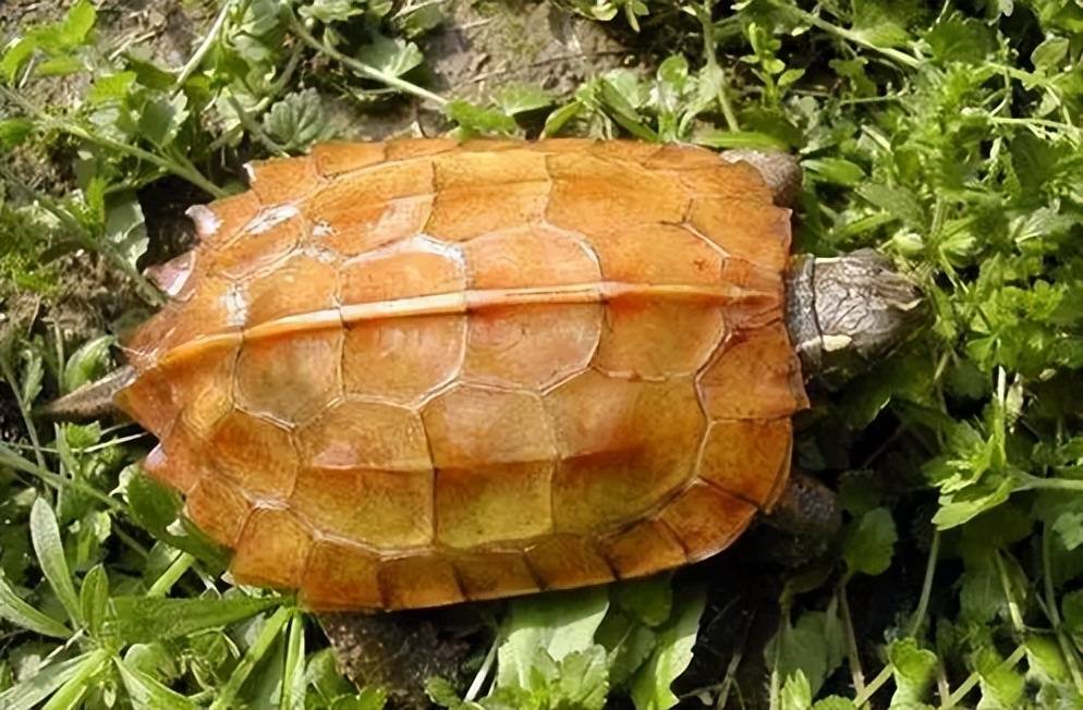 地龟现身广东从化_保护_栖息地_湿地