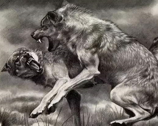 为了加快围攻,头狼再次低吼,身边的几只大狼随即四散到各个狼群中