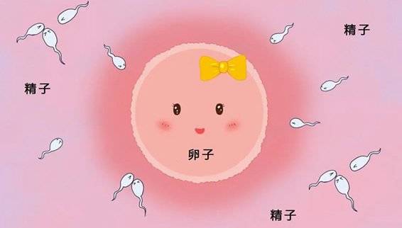 这是因为胚胎着床过程中,子宫壁和胚胎之间的相互作用导致的.
