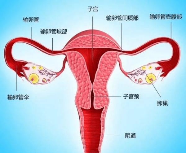 異位妊娠史,盆腹部手術史,闌尾炎,宮腔操作史,子宮內膜異位症