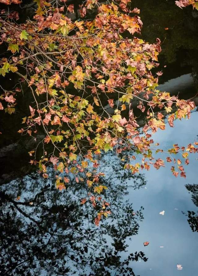 花溪公園_景區_溼地