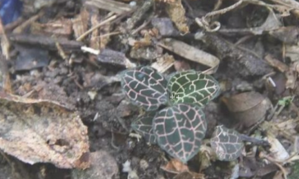 难得一见的“野味”，每斤上千元，野生的稀有，人工种植也不够卖(图3)