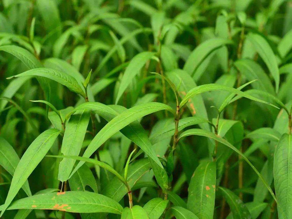 农村河边一种野草,自带香味,可做调味品,还健胃消食,10元/斤