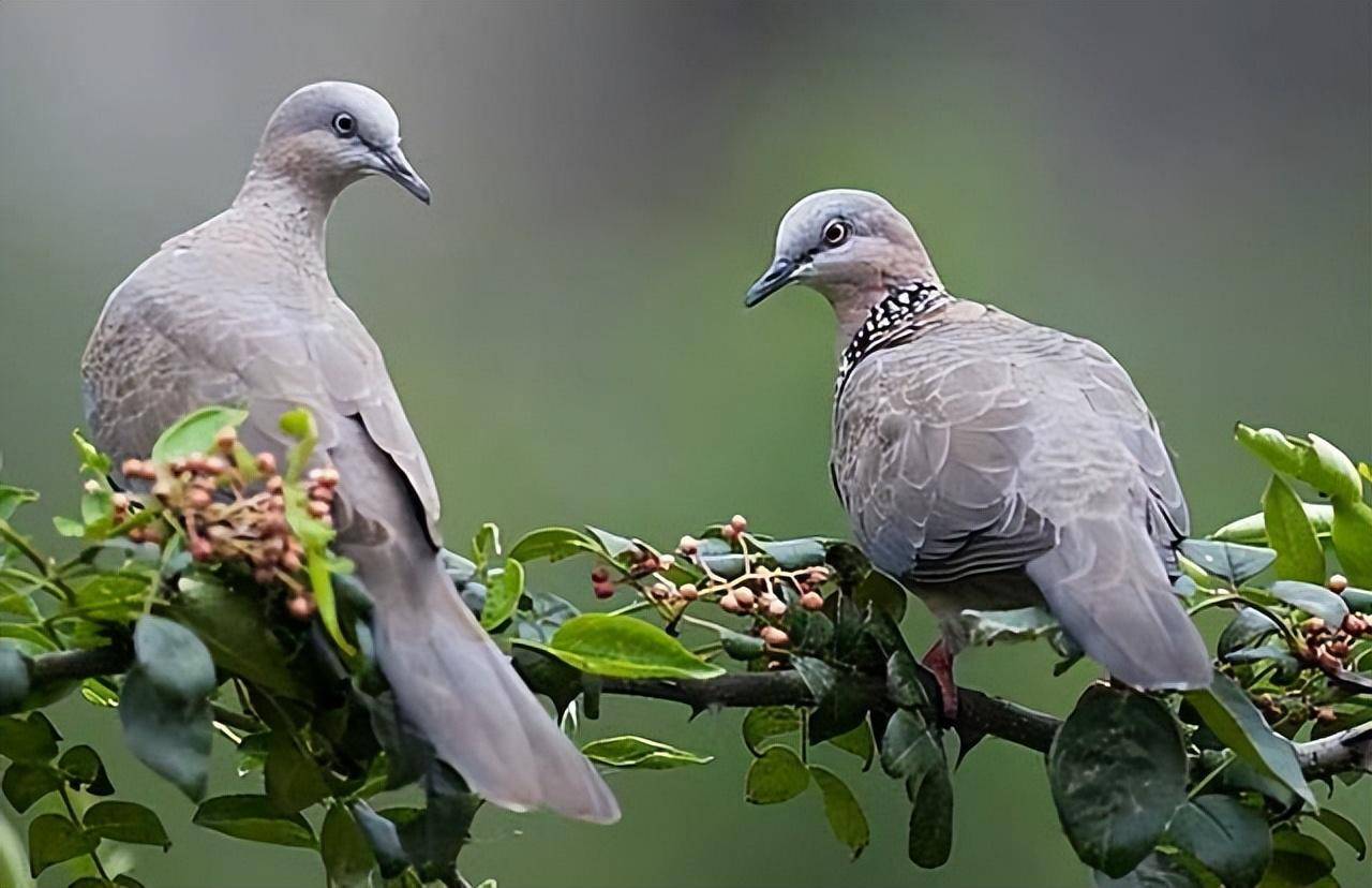 布穀鳥_巢穴_鳥類