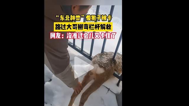 快來圍觀這個浪漫笨蛋_東北_動物_時候