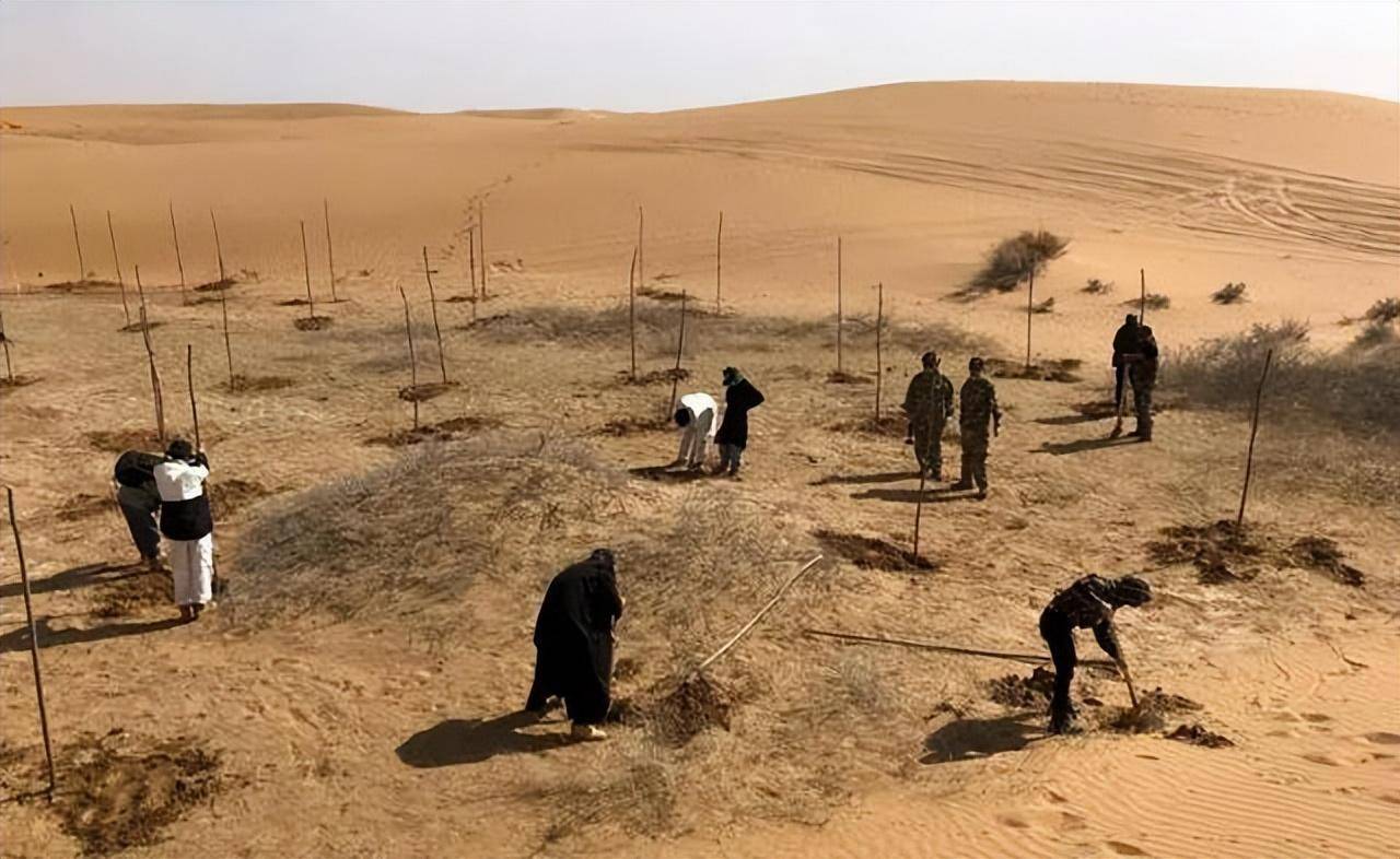 沙漠难道不应该植树造林？为何外国人警告说：沙漠植树弊大于利(图3)