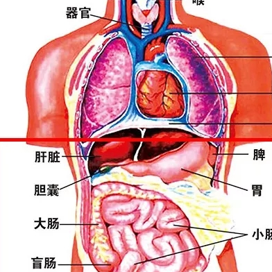 腹部器官位置图解图片