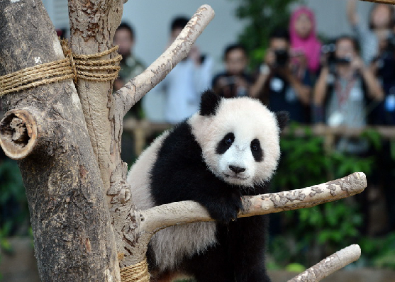 熊貓另外一個名字,你估計沒聽過_食草動物_鐵獸_物種