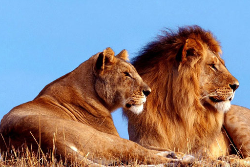 发现一只小鹿,用嘴叼着它,接下里的一幕让人意外_动物_狮子_生物