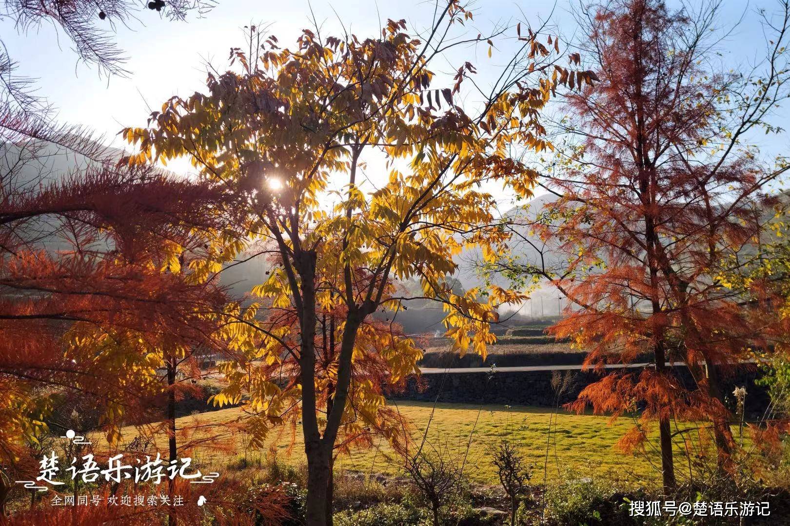 寧波橫山水庫邊的古村,紅杉銀杏和楓香古道繪出醉人秋