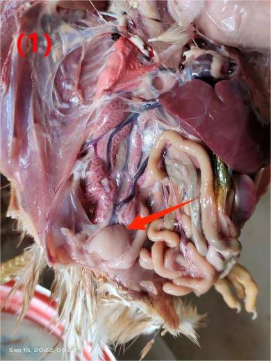 华派生物集团:鸡传染性法氏囊病防疫意识要转变_变异_免疫_发病