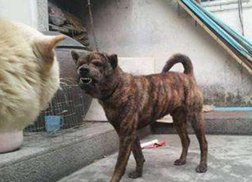 除了因为产地小以外,虎斑犬现在已经濒临灭绝.