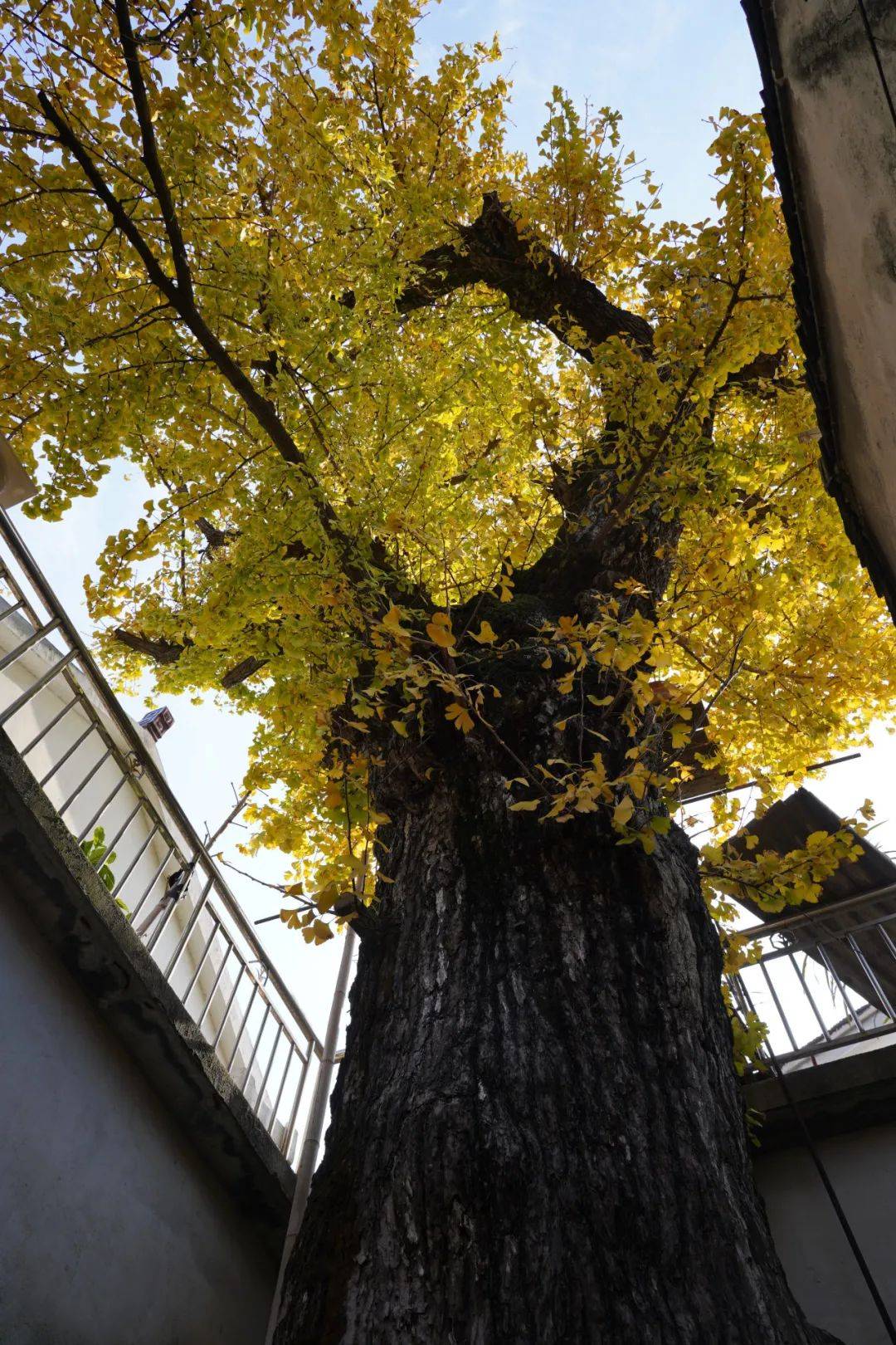 树碑立传丨不见东山银杏,怎知秋色如许_关帝庙_编号_树干
