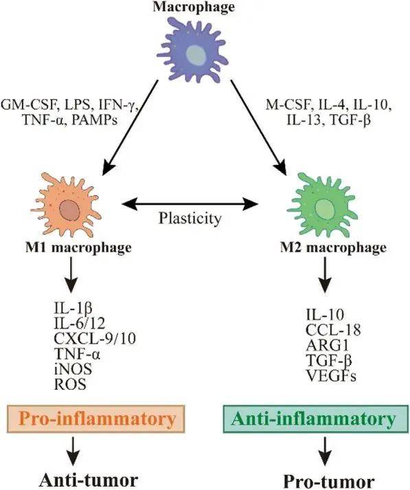 国自然热点之巨噬细胞的研究思路