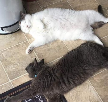被一群鸡围观的猫咪，猫：别看啦，就是肉多一点点嘛 