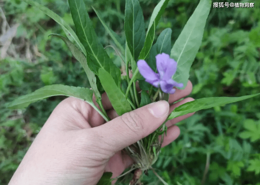 尼龙尖野菜学名图片