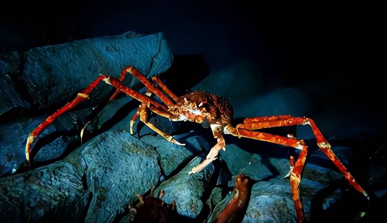 帝王蟹海底泛滥,每吃一只拯救地球?专家给出惊人答案!