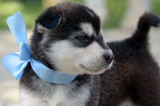 两个月雪橇犬胃口不好吃什么