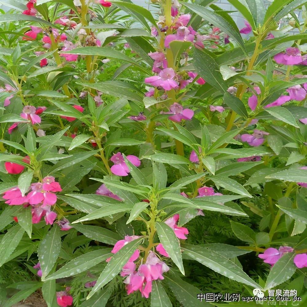 郭進拴|指甲花的記憶_鳳仙花_地方_母親