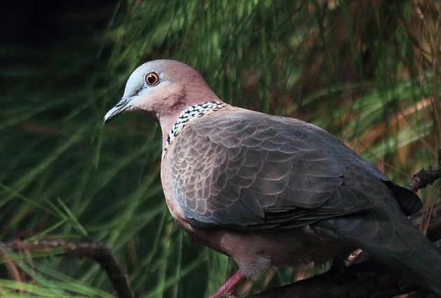 雛鳥_雌鳥_進行