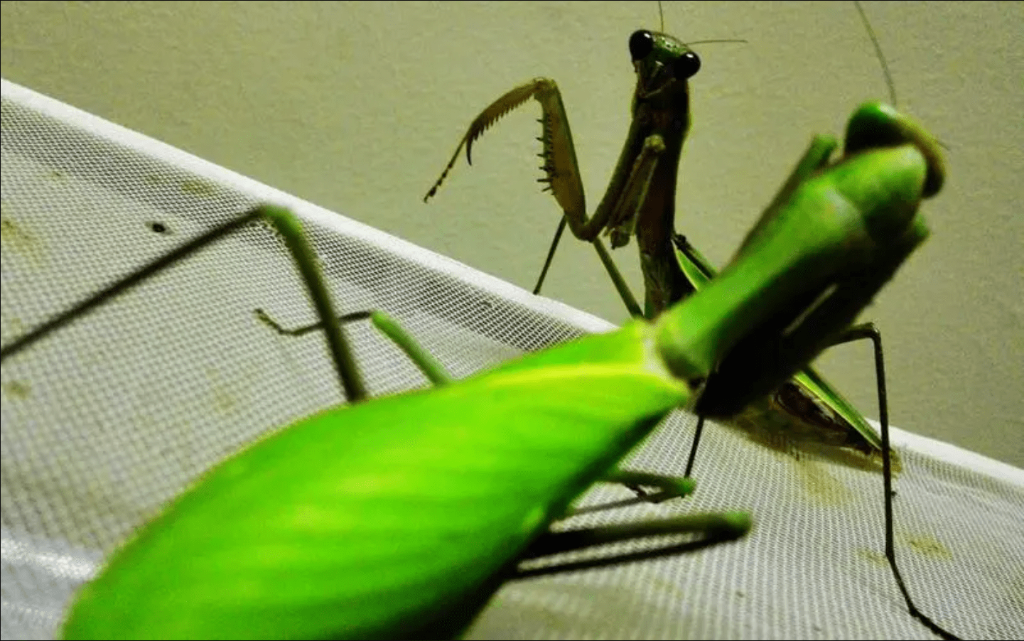 因捕食太多鸟,差点灭绝好多花_大刀_螳螂_若虫