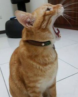 萌喵崩坏！橘猫「打喷嚏瞬间」撞脸柯P 网友笑喷：柯市长好
