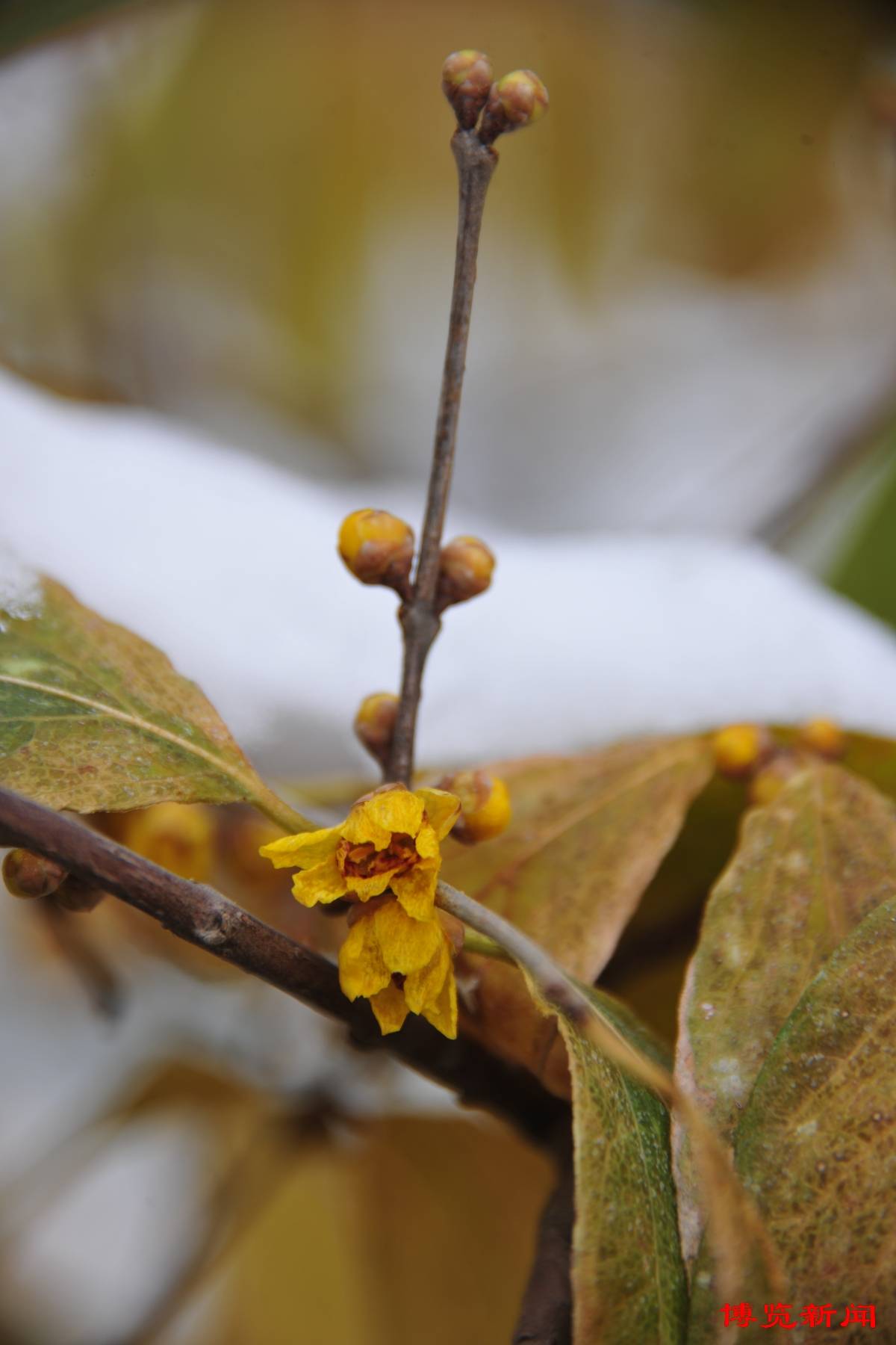 淄博人民公园:冰雪中腊梅花开放_史章_新闻_博览