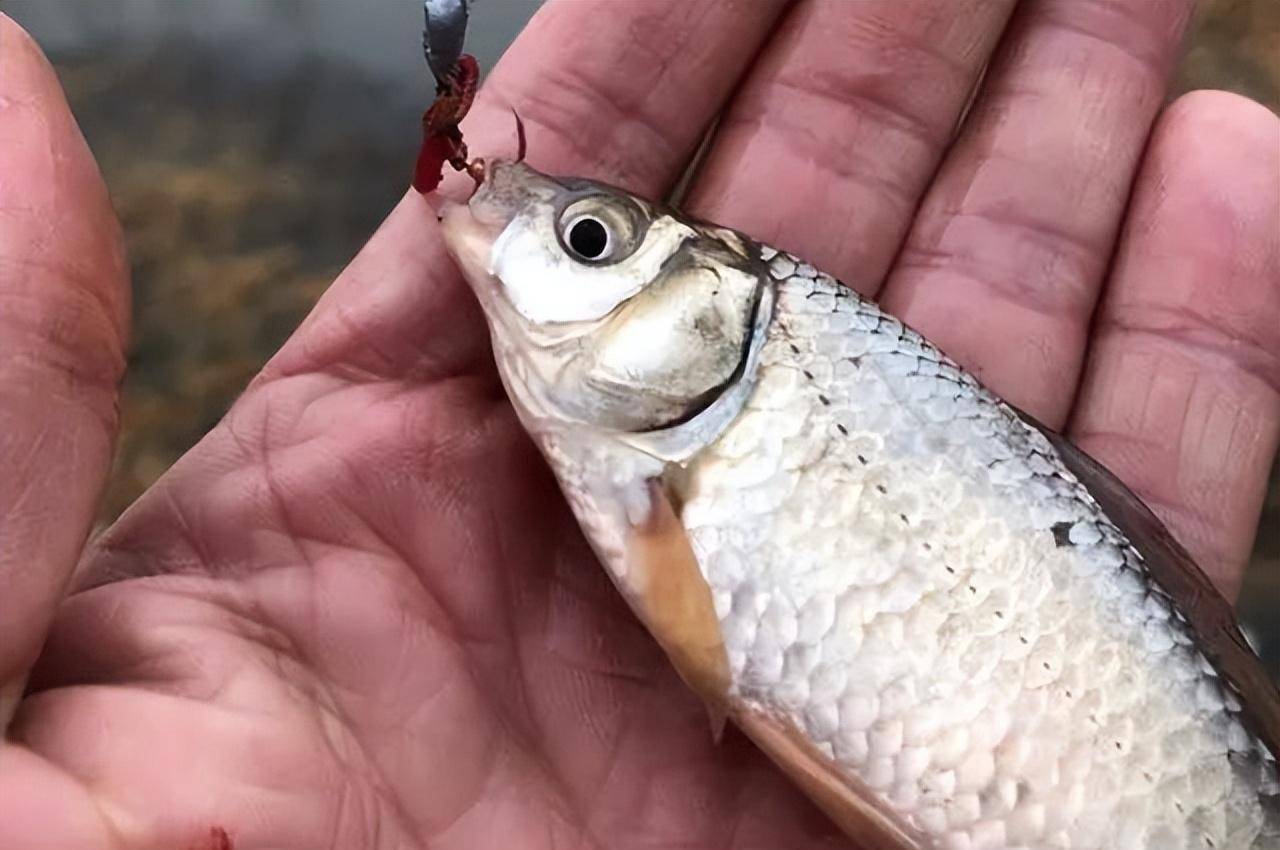 鱼星_鲫鱼_影响