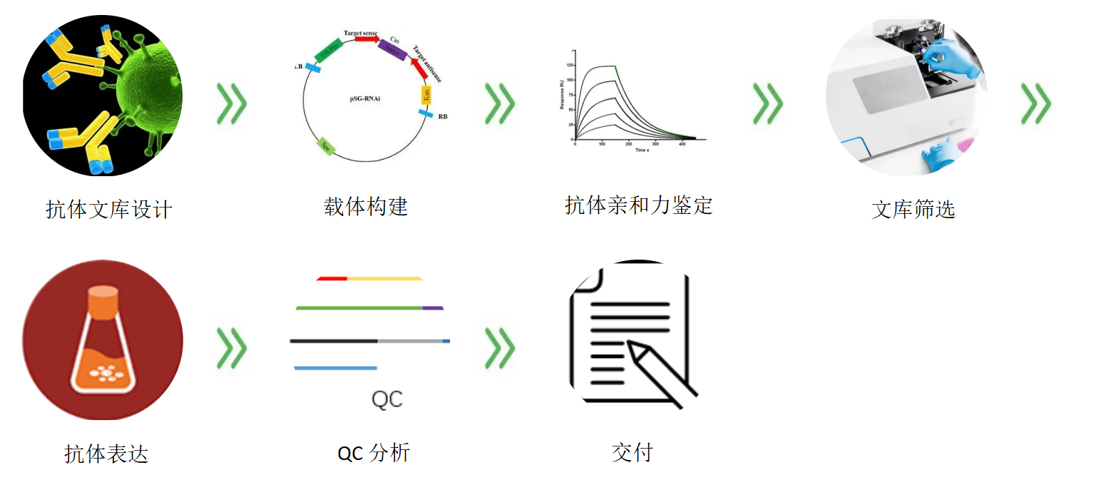 常用方法1 錯配pcr2 dna改組3 鏈置換4 定點突變服務優勢百歐泰團隊