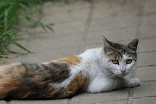 猫咪带回家的老鼠，竟然是出于对主人的关心？这份爱太深沉 