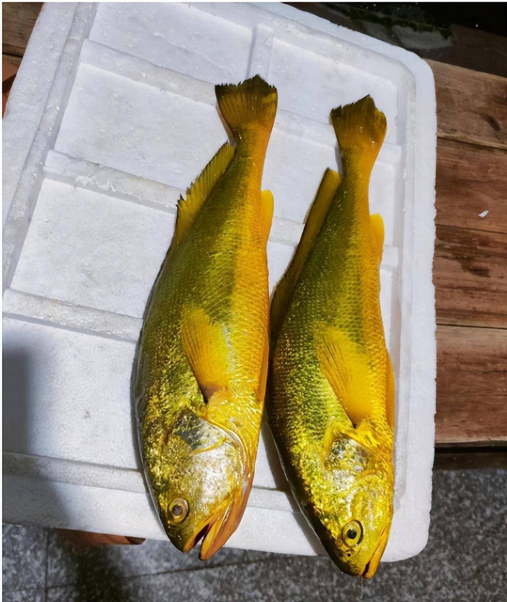 野生大黄鱼和小黄鱼是一个品种吗及野生大黄鱼5斤以上多少一斤_价格