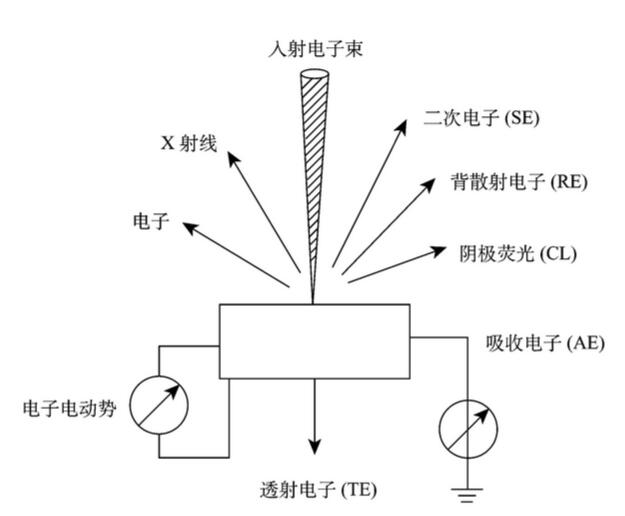 澤攸知識┃掃描電子顯微鏡(sem)的結構及工作原理_樣品_系統_電子束