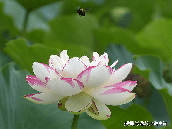 十二生肖中的第一位,他们也可谓是最聪明,机智的生肖之一.