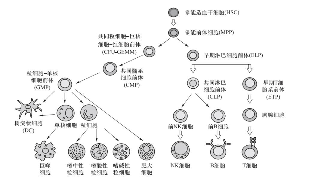 人体四大免疫细胞图片