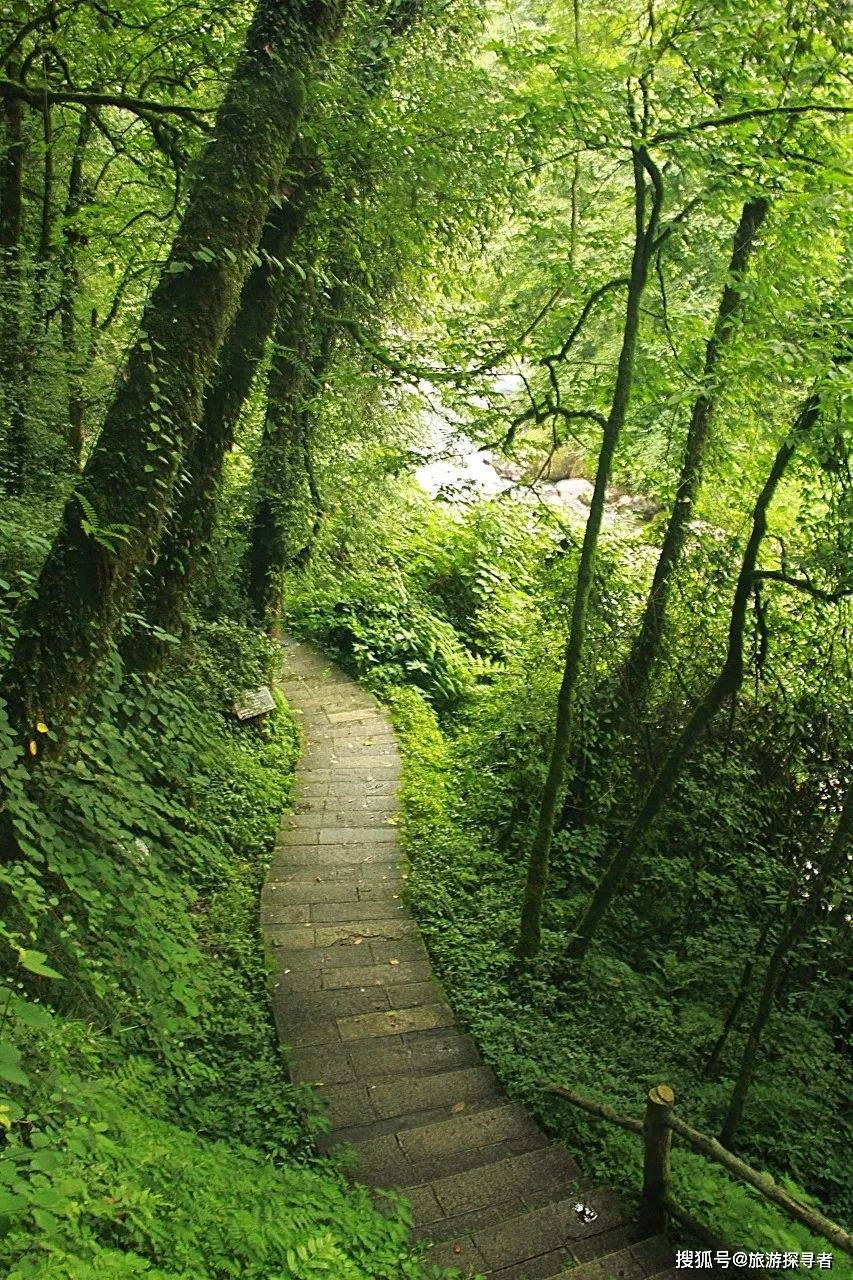 道路特別狹窄,兩側都是密實的植被,周遭出奇的安靜,遠遠還能看到些許