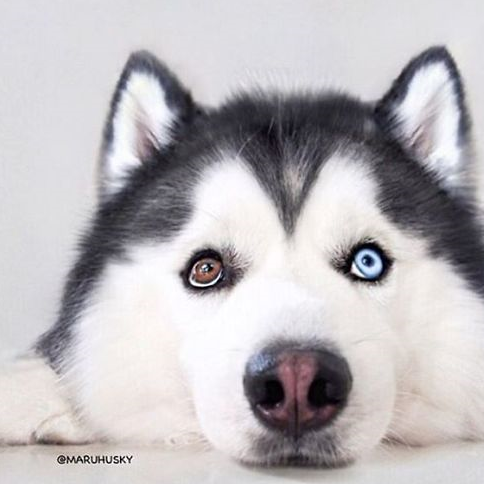 这只狗狗叫maru,它的每一张照片都笑容灿烂,网友们都称它为开心哈士奇