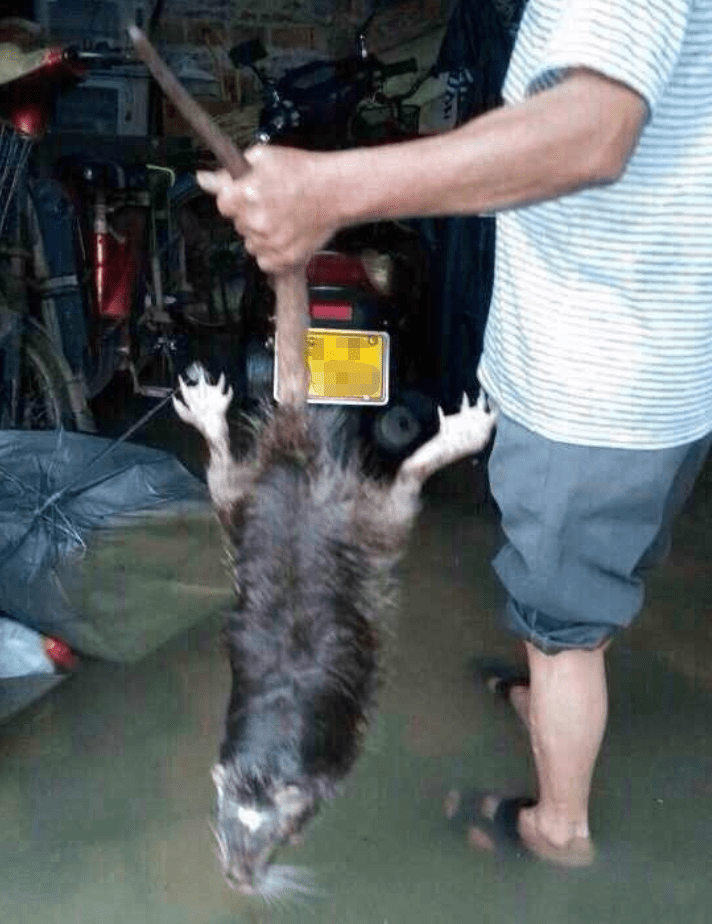 北方老鼠一捏就死，南方老鼠和猫干仗！为何北方人就比南方人高？(图20)