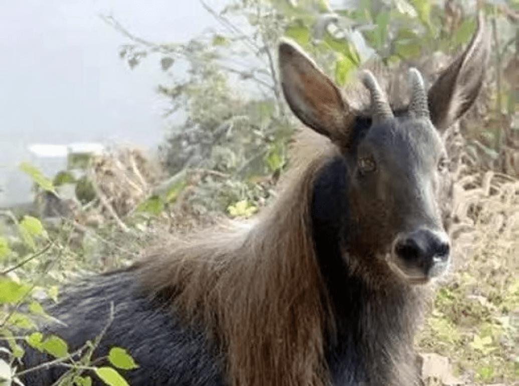 鬣羚_中华_食物