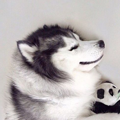 maru虽然是一只哈士奇,却不像同类一样无下限犯蠢,偶像包袱还是很重的