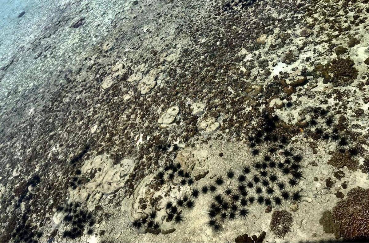 这种美味的高档海鲜,已经让海底荒漠化?派人去吃能解决问题吗?